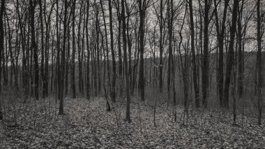 Güzel nehir ve dağ sahne. Dağlar inanılmaz güzel doğası. Adam bakire vahşi alan. Fotoğraf doğal dergiler, posterler, arka planında ve Web siteleri için.