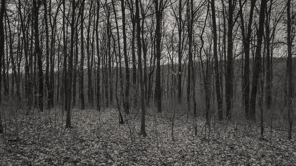 Güzel nehir ve dağ sahne. Dağlar inanılmaz güzel doğası. Adam bakire vahşi alan. Fotoğraf doğal dergiler, posterler, arka planında ve Web siteleri için.