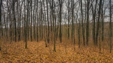 Sonbahar orman manzara. Güzel