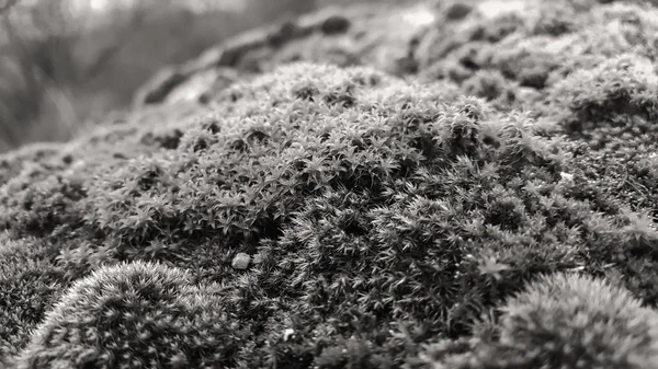 Gyönyörű táj. Kő benőtt a moha. Folyóra néző a hegyről. természet, folyó. — Stock Fotó