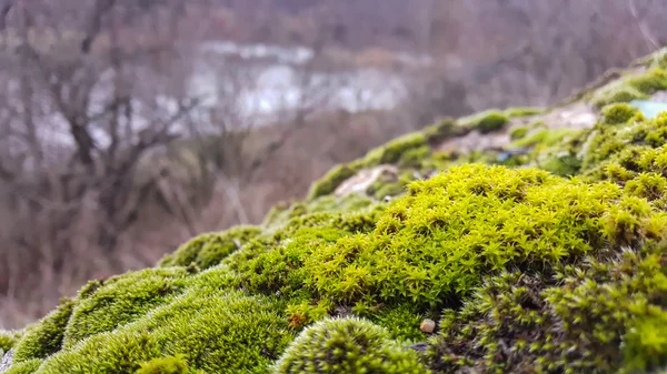 美丽的风景。石杂草丛生的苔藓。从山上的河流景观。自然, 河. — 图库照片