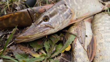 Nehir kıyısında balık. Yakalayan bir balık. Balık tutma, iplik makarası, balık, Breg nehir. -Kırsal bir kaçış kavramı. Balıkçılıkla ilgili makale.