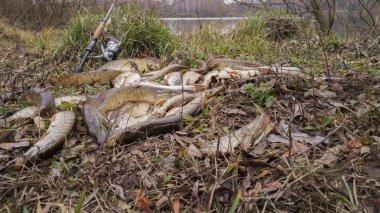 Nehir kıyısında balık. Yakalayan bir balık. Balık tutma, iplik makarası, balık, Breg nehir. -Kırsal bir kaçış kavramı. Balıkçılıkla ilgili makale.