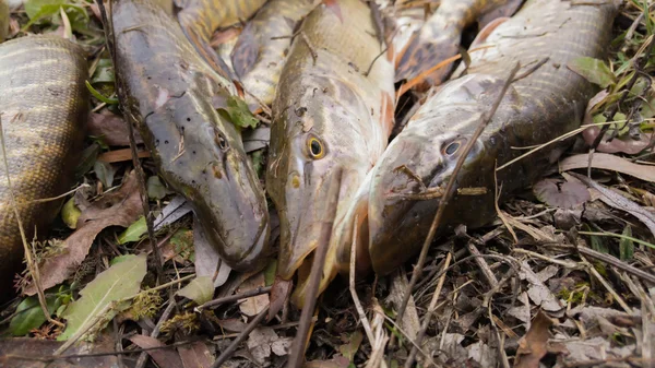 Pescado en la orilla del río. Atrapé un pez. Pesca, carrete giratorio, peces, ríos Breg. - El concepto de una escapada rural. Artículo sobre pesca . — Foto de Stock