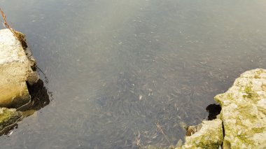 Taze balık, sazan, Levrek yakaladı. Balıkçı yakalamak. Balıkçı balık yakaladı. Otların arasında balık.