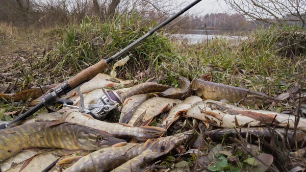 Fish on the river bank. Catched a fish. Fishing, spinning reel, fish, Breg rivers. - The concept of a rural getaway. Article about fishing. — Stock Photo, Image