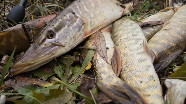 Pescado en la orilla del río. Atrapé un pez. Pesca, carrete giratorio, peces, ríos Breg. - El concepto de una escapada rural. Artículo sobre pesca . — Foto de Stock