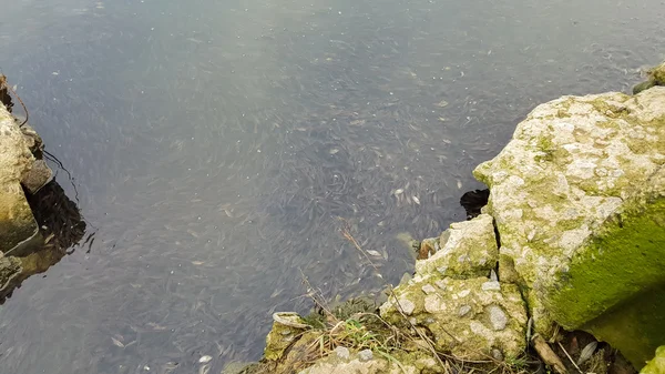 Poisson fraîchement pêché, carpe, perche. Attrapez pêcheur. Pêcheur pêché poisson.Poisson dans l'herbe . — Photo