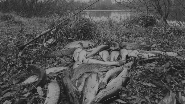 Fische am Ufer des Flusses. einen Fisch gefangen. Angeln, Spinnrollen, Fische, Breg-Flüsse. - das Konzept eines ländlichen Kurzurlaubs. Artikel über die Fischerei. — Stockfoto