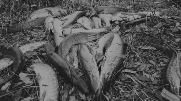 Pescado en la orilla del río. Atrapé un pez. Pesca, carrete giratorio, peces, ríos Breg. - El concepto de una escapada rural. Artículo sobre pesca . — Foto de Stock