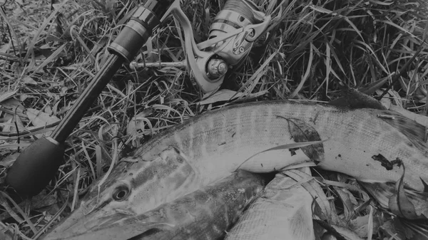 魚の川の銀行に。魚キャッチしました。釣り、リール、魚、ブレッグ川。-田舎での休暇の概念。釣りについての記事します。. — ストック写真