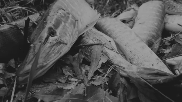 Poisson sur la rive. J'ai attrapé un poisson. Pêche, moulinet, poissons, rivières Breg. - Le concept d'une escapade rurale. Article sur la pêche . — Photo