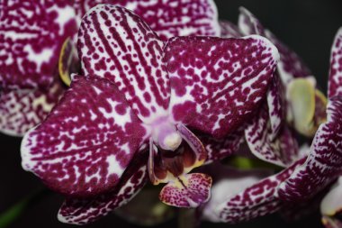 Güzel çiçek orkide benekli