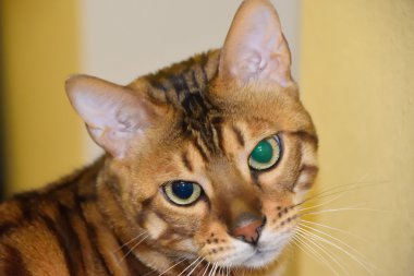 Bengal cins kedi portresi