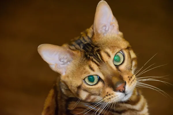 Retrato de raza Bengala gato — Foto de Stock