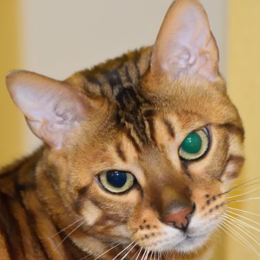 Bengal cins kedi portresi