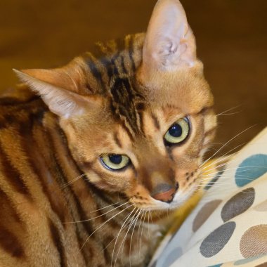 Bengal cins kedi portresi