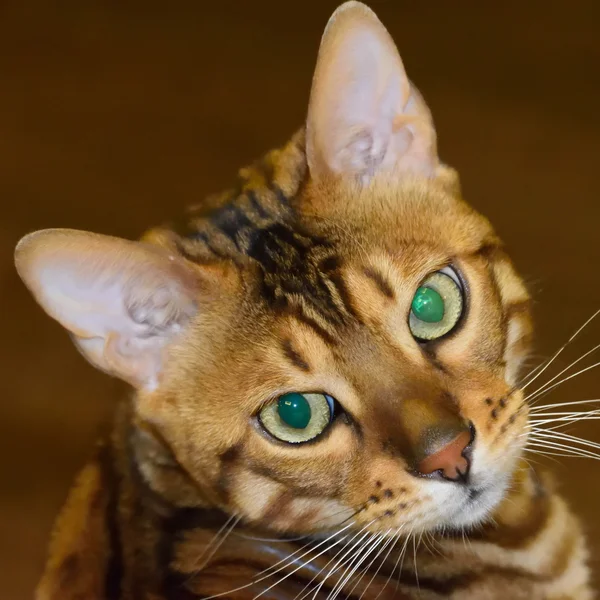 Ritratto di gatto di razza bengala — Foto Stock
