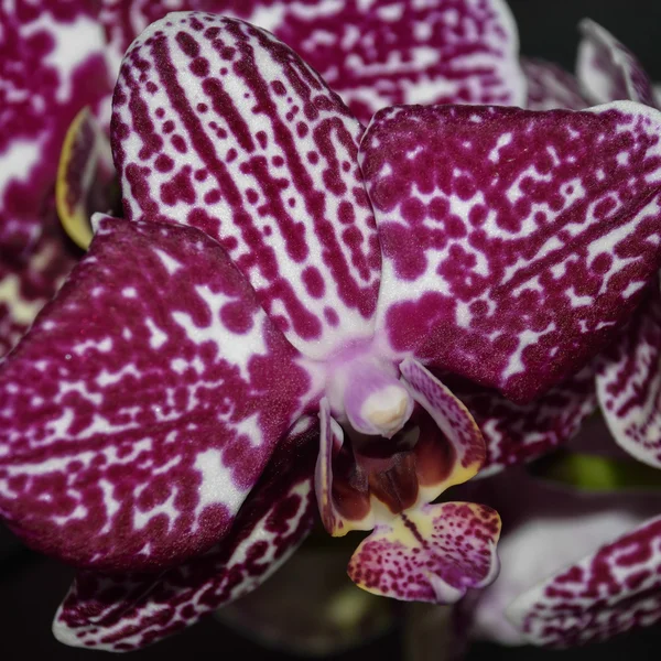 Schöne Blume getupfte Orchidee — Stockfoto