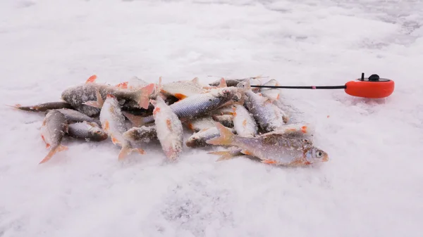 Pesca de Inverno. Pesca no gelo. Pescador na pesca no gelo do poço, uma vara de pesca especial de inverno. Pesca no inverno. Ativo, frio, peixe, pesca de inverno enfrentar. Pesca desportiva inverno . — Fotografia de Stock