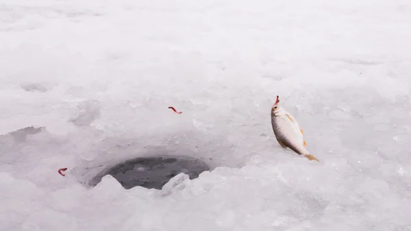 冬の釣りです。氷釣り。漁師だけでなく、特別な冬の釣り竿から氷釣りに。冬の釣りです。アクティブ、冷たい、魚、冬の釣り道具。スポーツ冬の釣り. — ストック写真