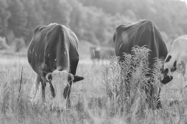 Krowy pasące się na łące — Zdjęcie stockowe