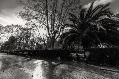 Parkta beş yürüyen bir çocuk. Çocuk Park palmiye ağaçları ile