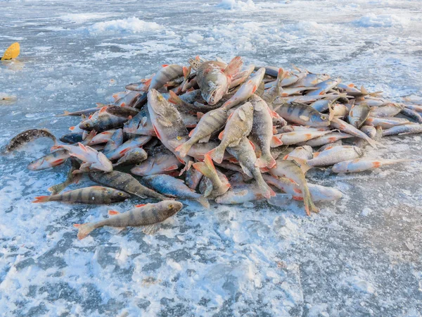 Apanhar pescador, pescar no gelo. Pesca de inverno, pegou um peixe no gelo. Um monte de peixes no gelo — Fotografia de Stock