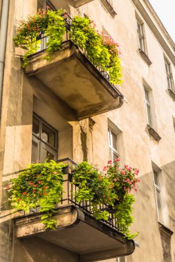 Krakow, Polonya - 15 Eylül: Doğal, tarihi Krakow, Polonya 22 Eylül 2015 tarihinde sokaklarında