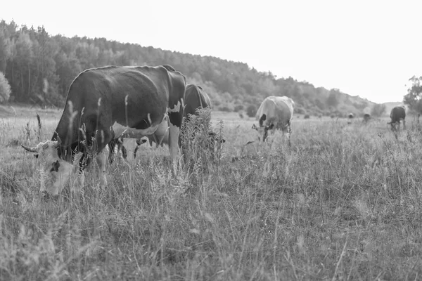 Αγελάδες βόσκησης στο λιβάδι — Φωτογραφία Αρχείου