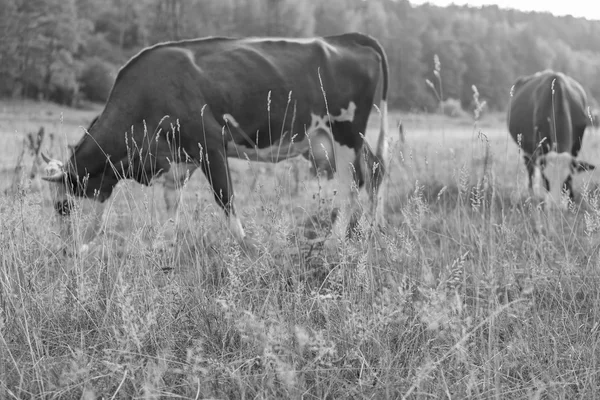 Vacas pastando en el prado — Foto de Stock