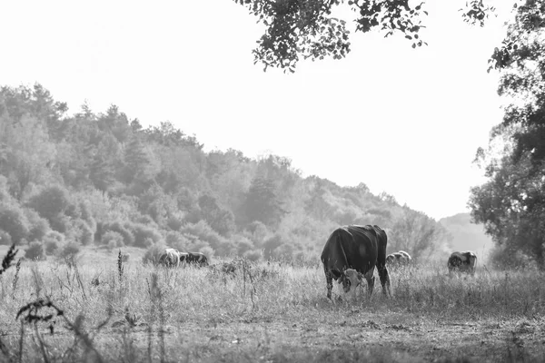 牧草地で牛を放牧し — ストック写真