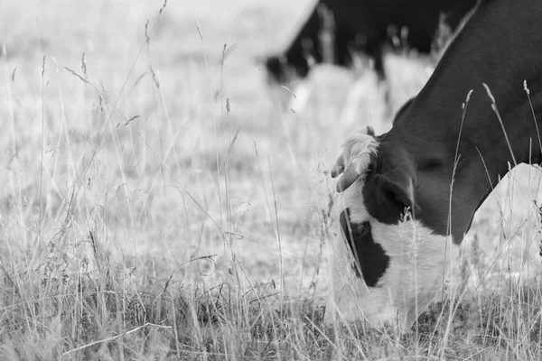 Vaches broutant dans la prairie — Photo