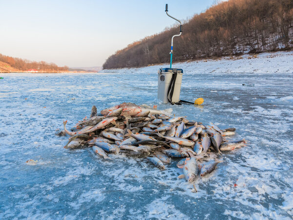 Ловить рыбака, ловить рыбу на льду. Зимняя рыбалка, поймал рыбу на льду. Много рыбы на льду
