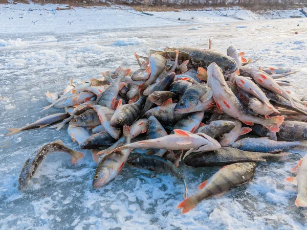 Vissers vangen, vissen op het ijs. Winter vissen, een vis gevangen op het ijs. Veel vis op het ijs — Stockfoto