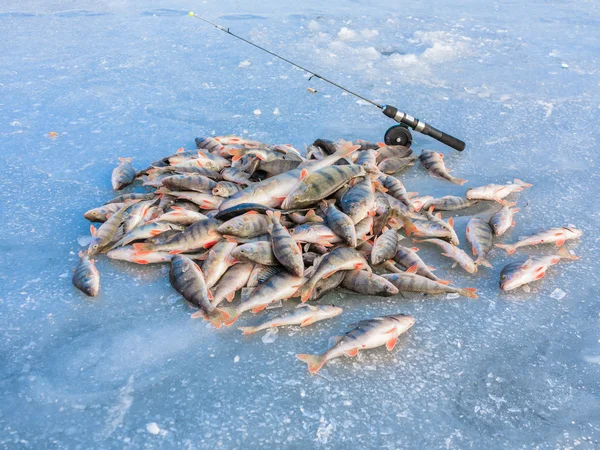 Pescador de captura, pescado en el hielo. Pesca de invierno, atrapó un pez en el hielo. Un montón de peces en el hielo — Foto de Stock