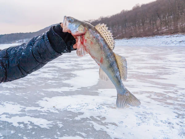 Freshly-Speared zander in the hand of angler, in the winter — Stock Photo, Image