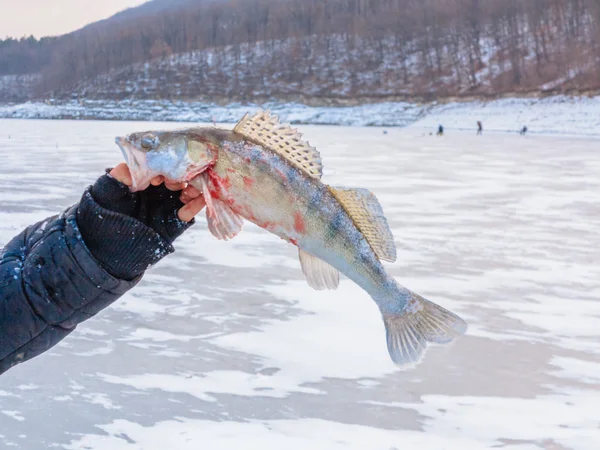 刚破土而 zander 的垂钓者，在冬天手中 — 图库照片