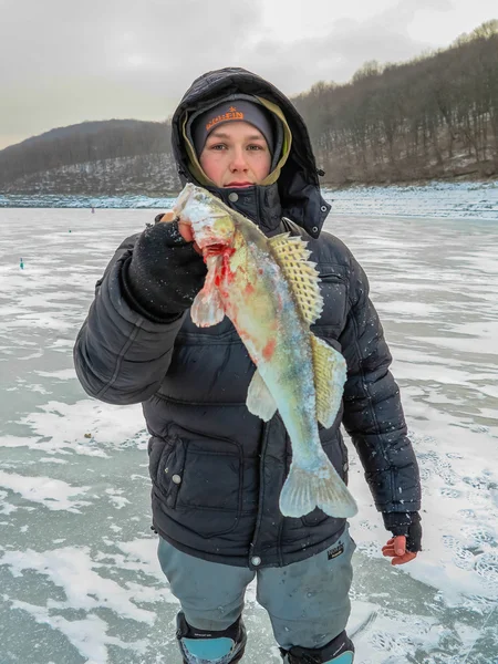 刚破土而 zander 的垂钓者，在冬天手中 — 图库照片