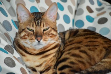 Bir sandalyenin üstüne yalan Bengal cins kedi. Evde beslenen hayvan