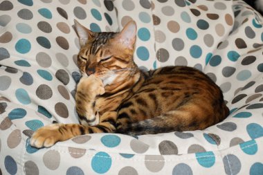 Bir sandalyenin üstüne yalan Bengal cins kedi. Evde beslenen hayvan