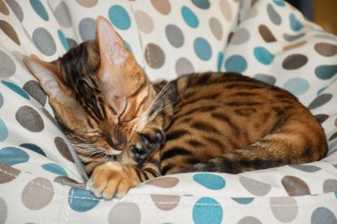 Bir sandalyenin üstüne yalan Bengal cins kedi. Evde beslenen hayvan