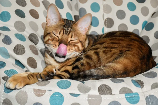 Cat Bengal rasen liggande på en stol. PET — Stockfoto