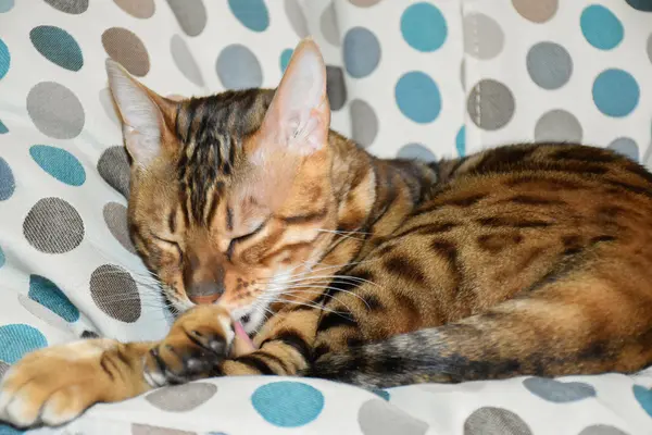 Cat Bengal rasen liggande på en stol. PET — Stockfoto