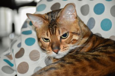 Bir sandalyenin üstüne yalan Bengal cins kedi. Evde beslenen hayvan