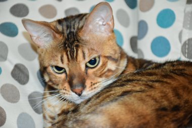 Bir sandalyenin üstüne yalan Bengal cins kedi. Evde beslenen hayvan