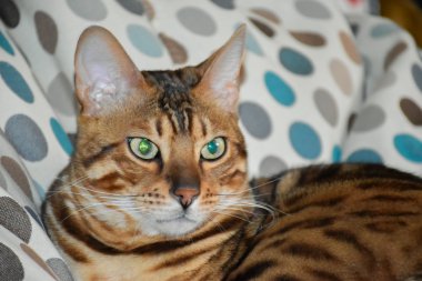 Bir sandalyenin üstüne yalan Bengal cins kedi. Evde beslenen hayvan