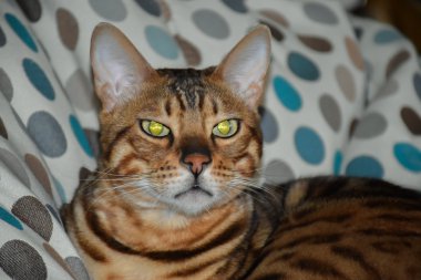 Bir sandalyenin üstüne yalan Bengal cins kedi. Evde beslenen hayvan