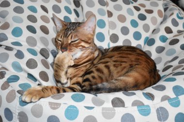 Bir sandalyenin üstüne yalan Bengal cins kedi. Evde beslenen hayvan