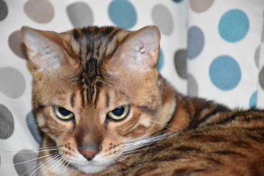 Bir sandalyenin üstüne yalan Bengal cins kedi. Evde beslenen hayvan